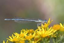 Blaue Federlibelle